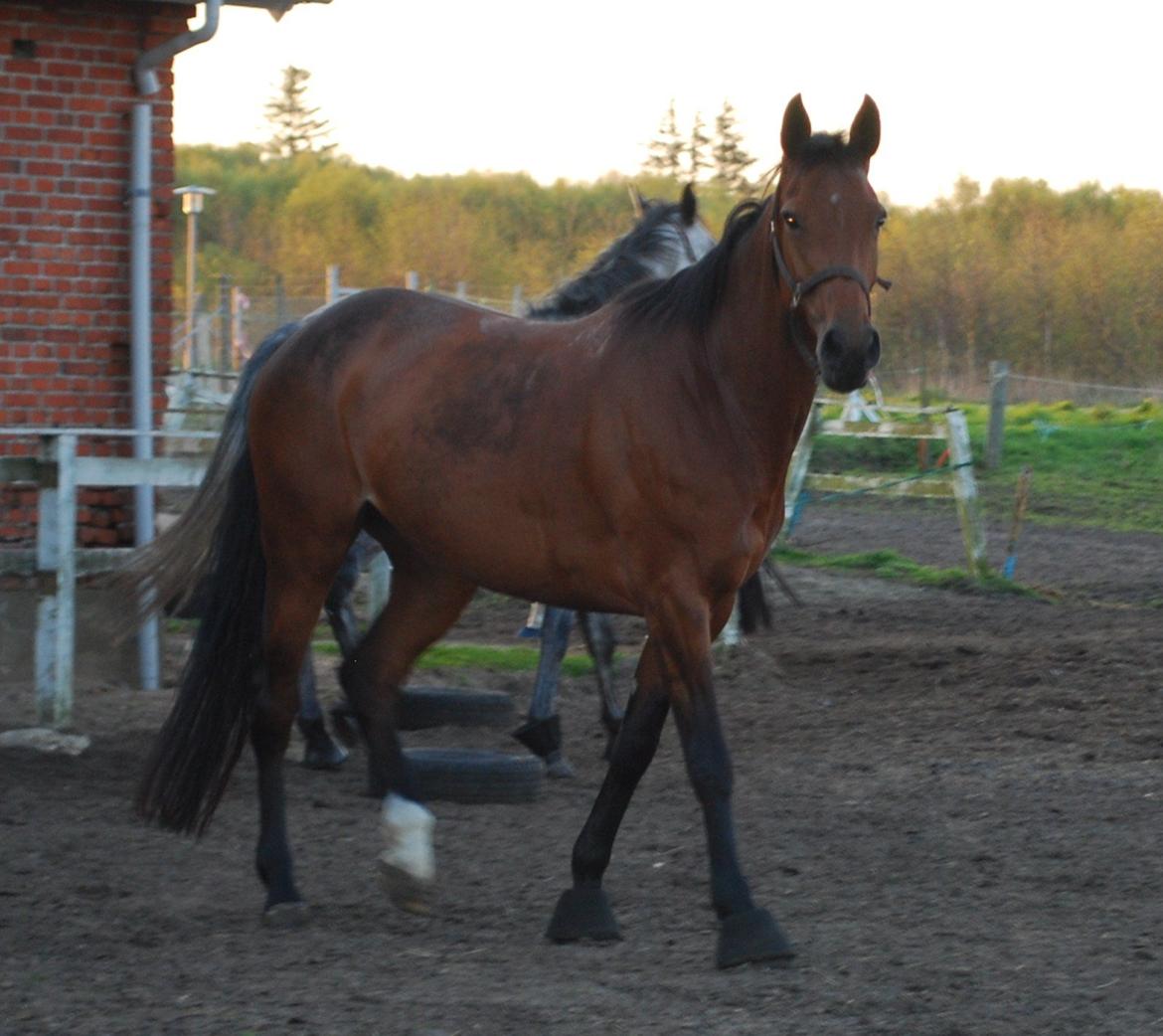 Dansk Varmblod Lady Pride af Egelykke billede 2