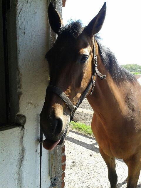 Dansk Varmblod Lady Pride af Egelykke billede 3