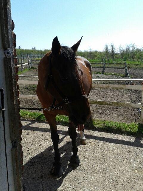 Dansk Varmblod Lady Pride af Egelykke billede 4