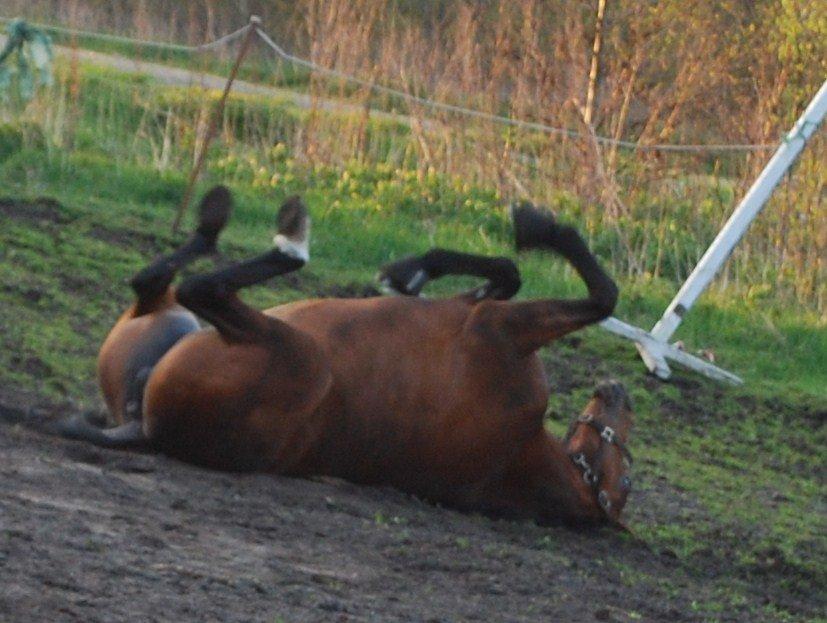 Dansk Varmblod Lady Pride af Egelykke billede 5