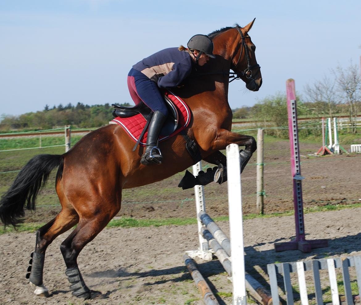 Dansk Varmblod Lady Pride af Egelykke billede 6