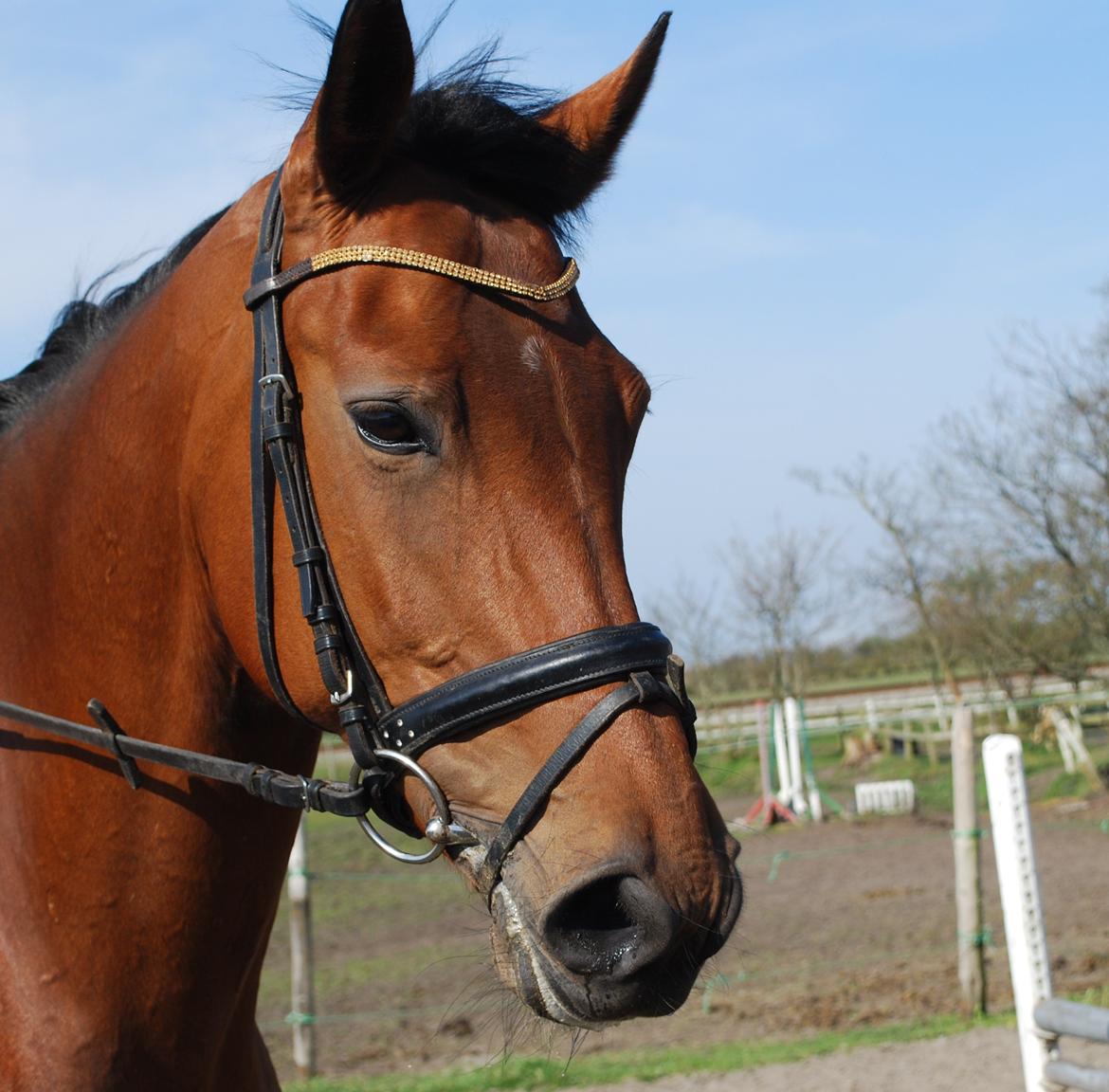 Dansk Varmblod Lady Pride af Egelykke billede 1