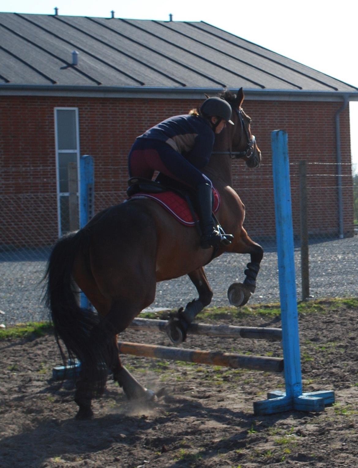 Dansk Varmblod Lady Pride af Egelykke billede 7