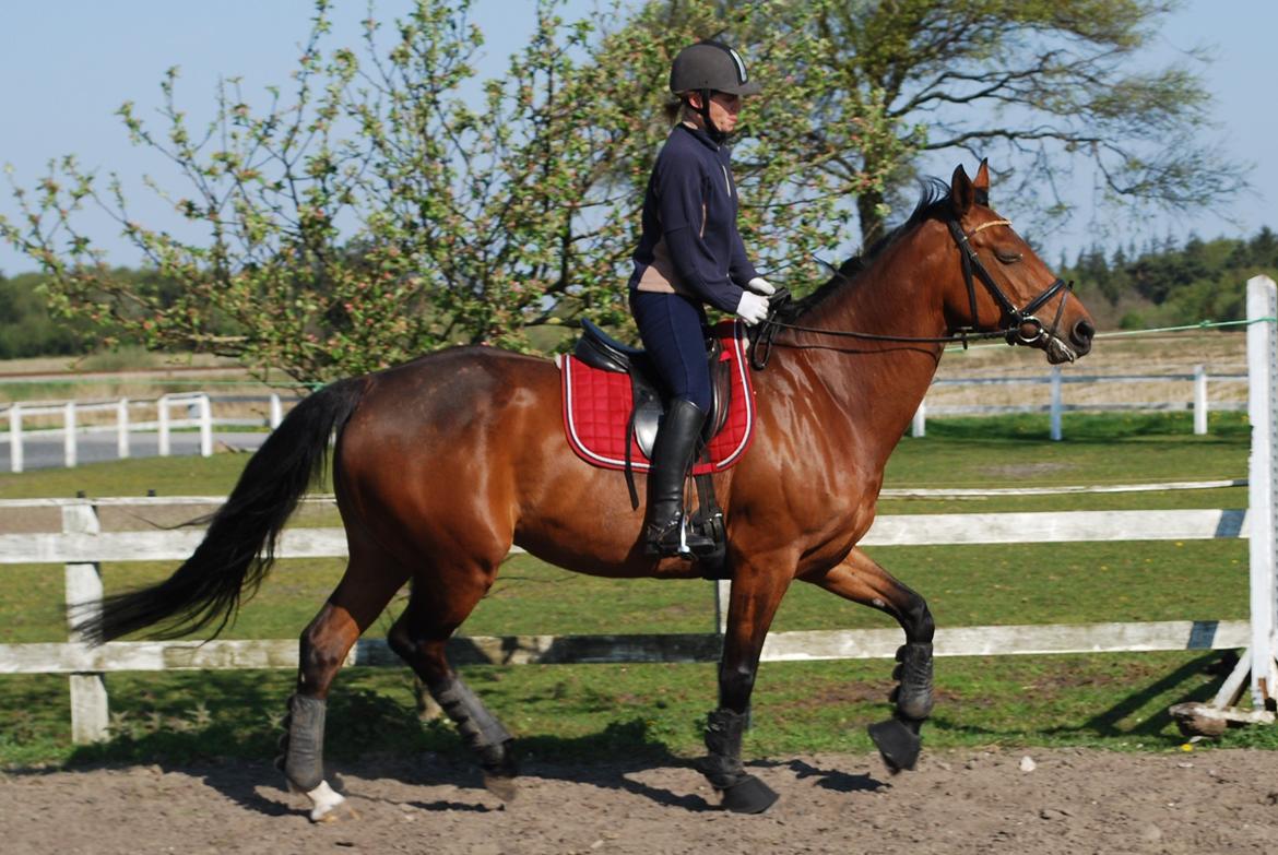 Dansk Varmblod Lady Pride af Egelykke billede 8