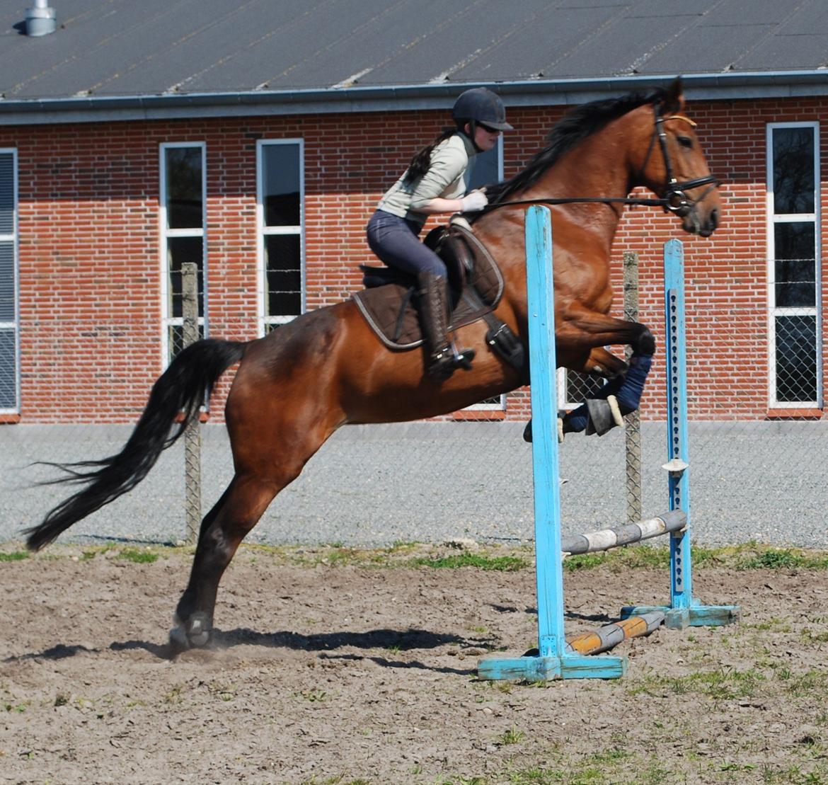 Dansk Varmblod Lady Pride af Egelykke billede 9
