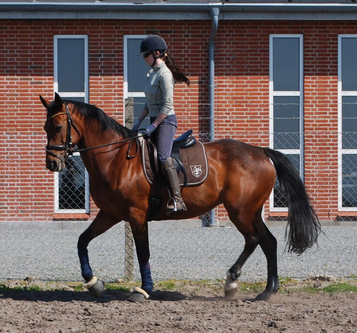 Dansk Varmblod Lady Pride af Egelykke billede 10