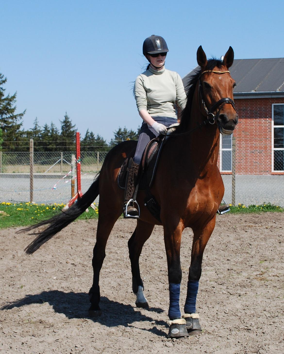 Dansk Varmblod Lady Pride af Egelykke billede 11