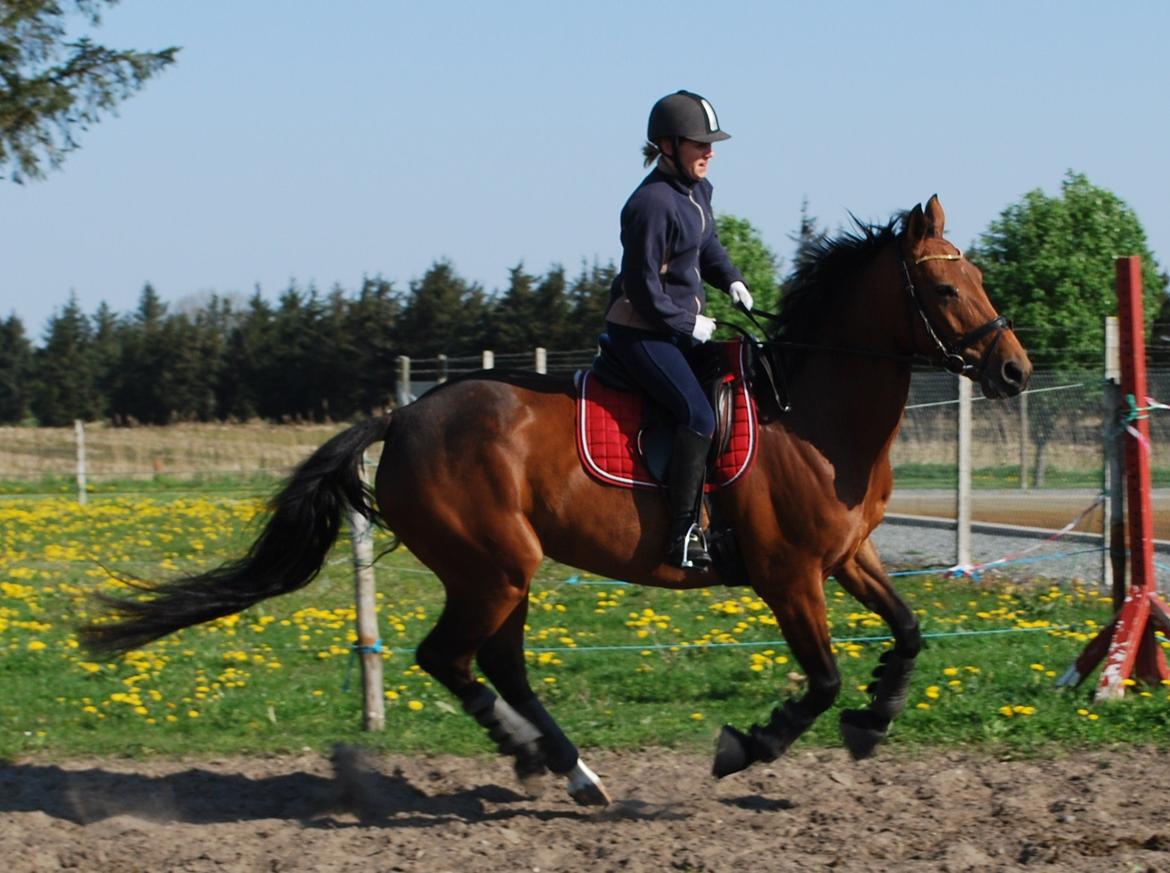 Dansk Varmblod Lady Pride af Egelykke billede 12