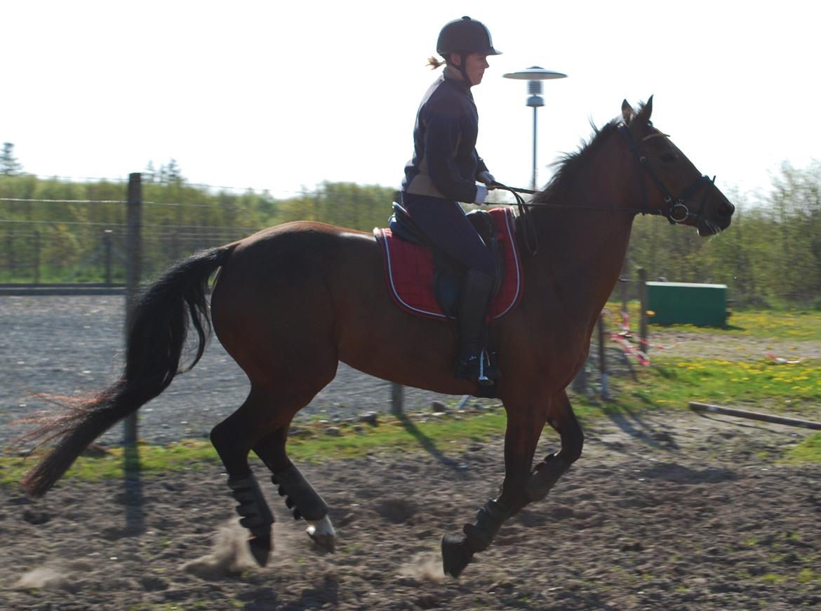 Dansk Varmblod Lady Pride af Egelykke billede 13