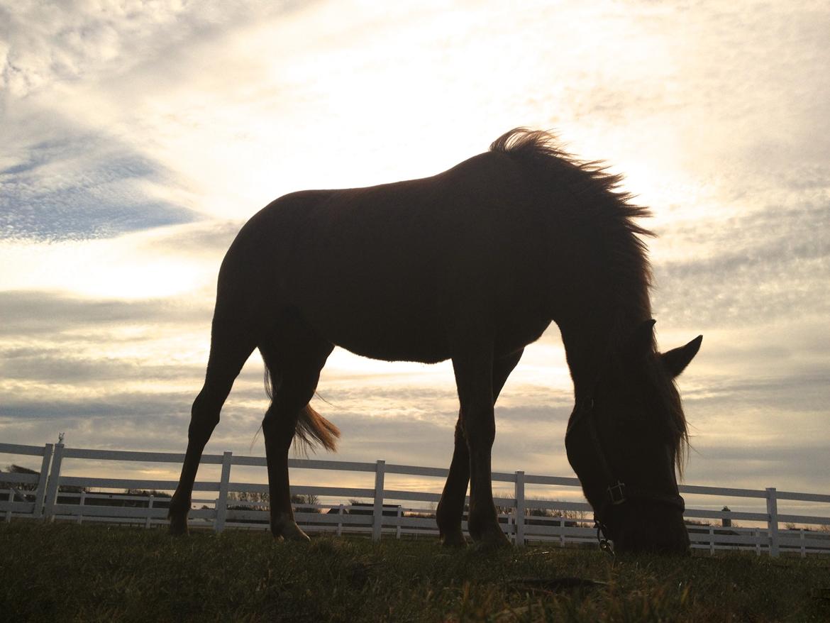 DSP Quien - står ved solen med min pony og hygger<3 billede 9