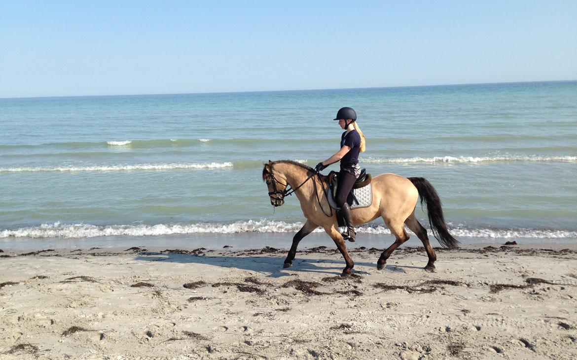 DSP Toojour (Tutter) billede 1