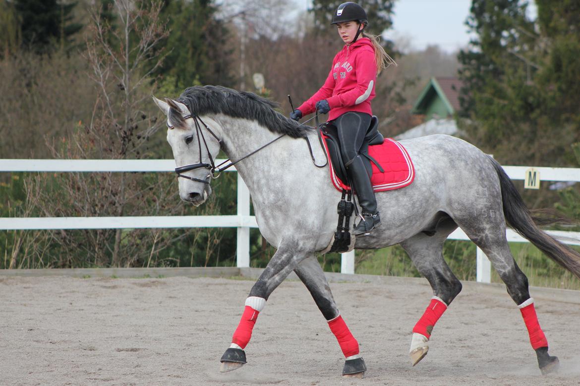 Dansk Varmblod Schubang Agerled - Træning April 2014 - i rødt ;)  billede 9