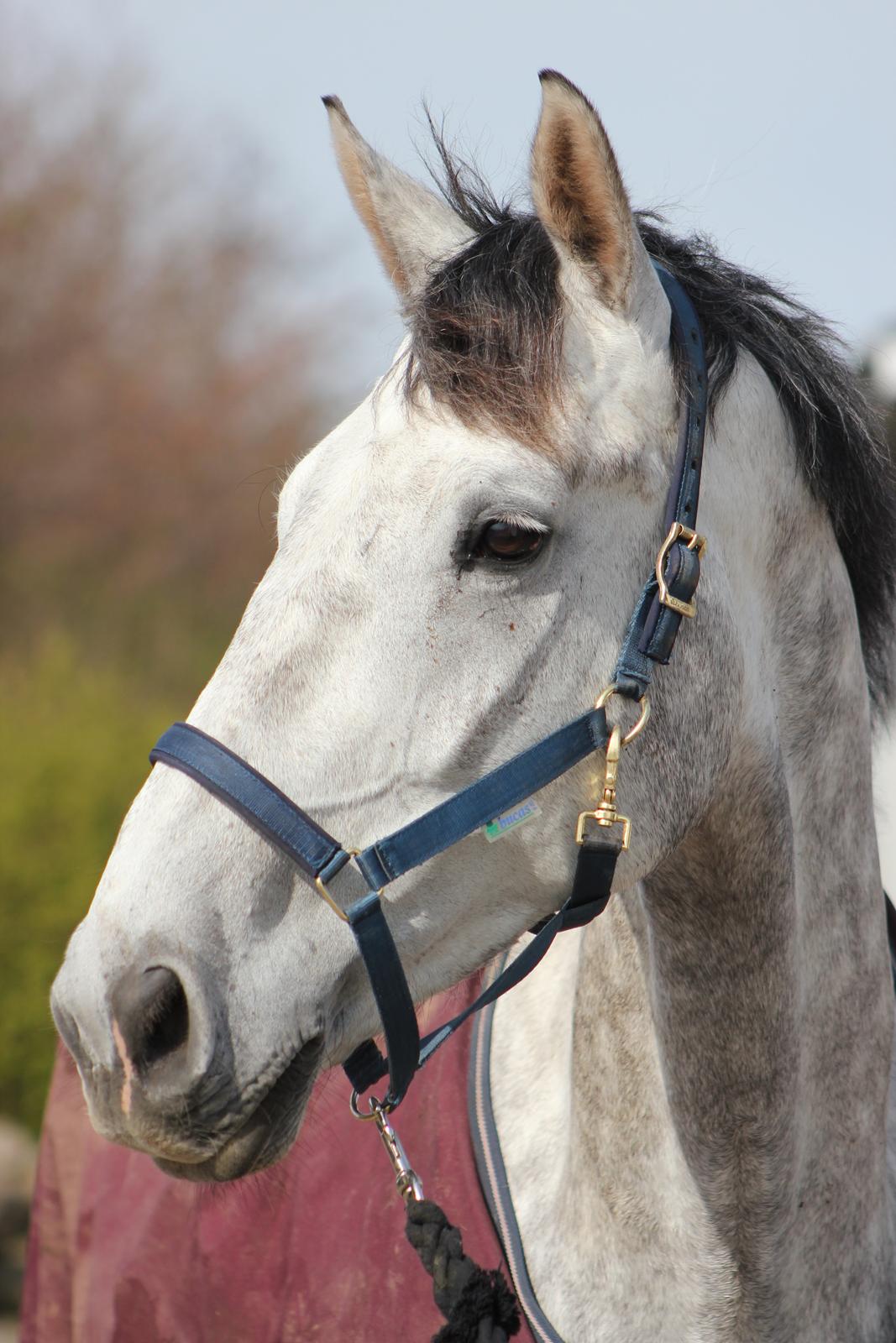 Dansk Varmblod Schubang Agerled - Smukke Schub <3 billede 19