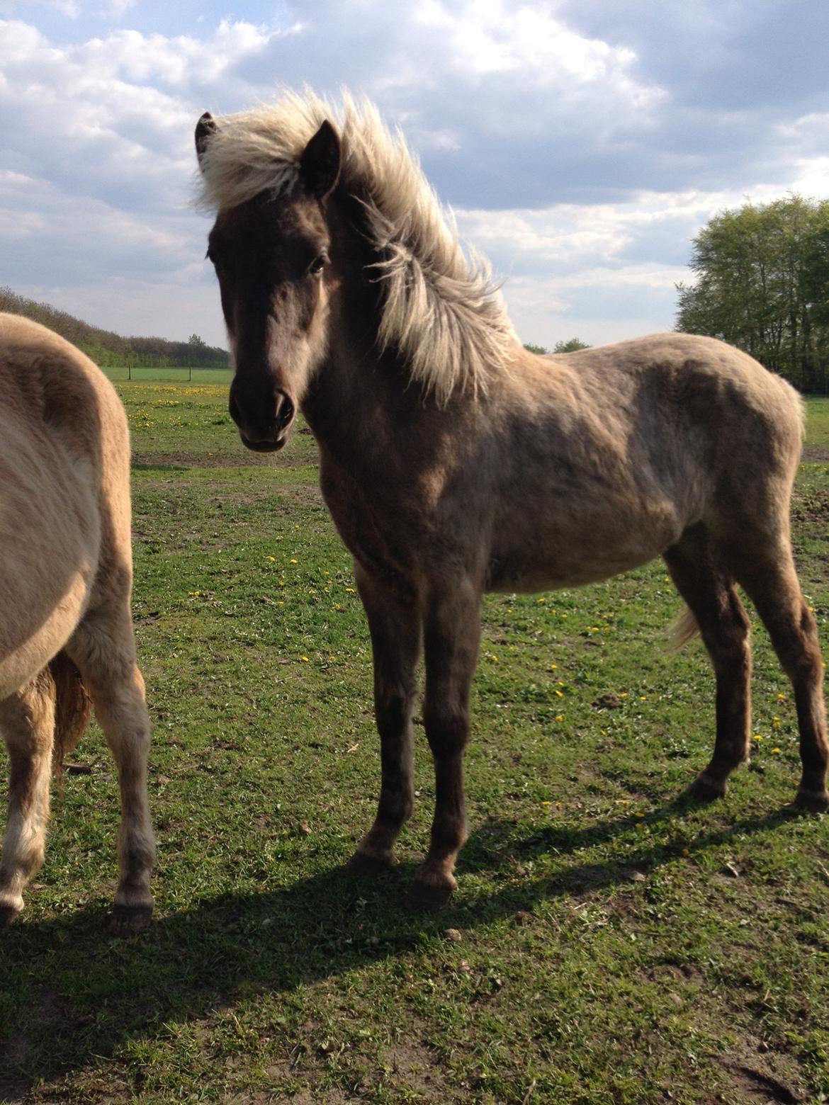 Islænder Hjarta fra Lundbækgård billede 2