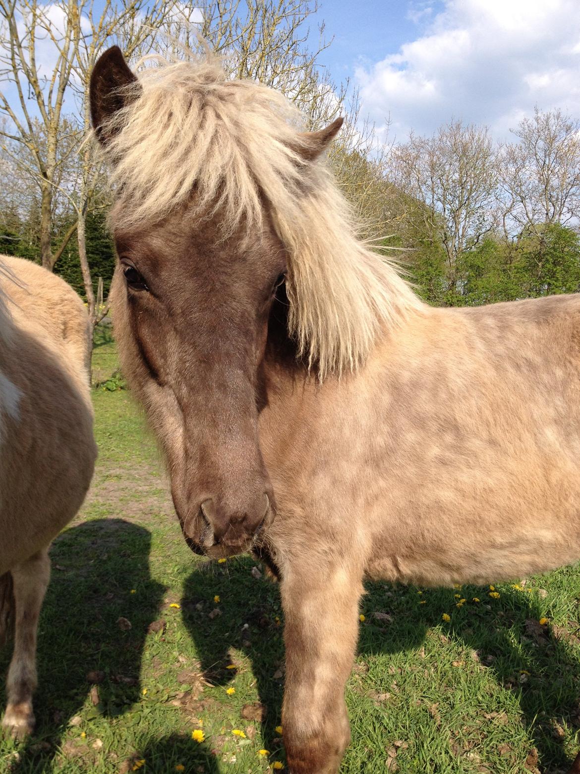 Islænder Hjarta fra Lundbækgård billede 4