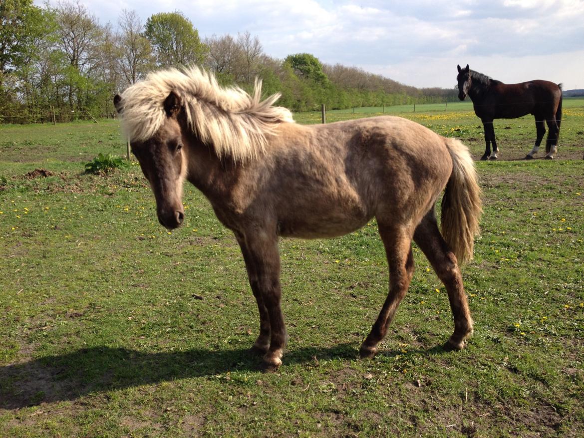 Islænder Hjarta fra Lundbækgård billede 5