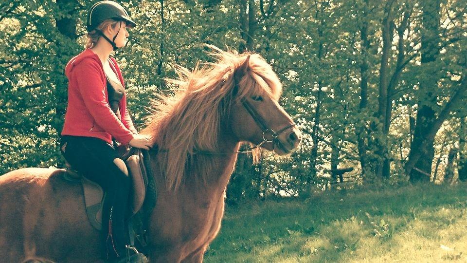 Islænder Kongur Fra Kongemosen billede 1