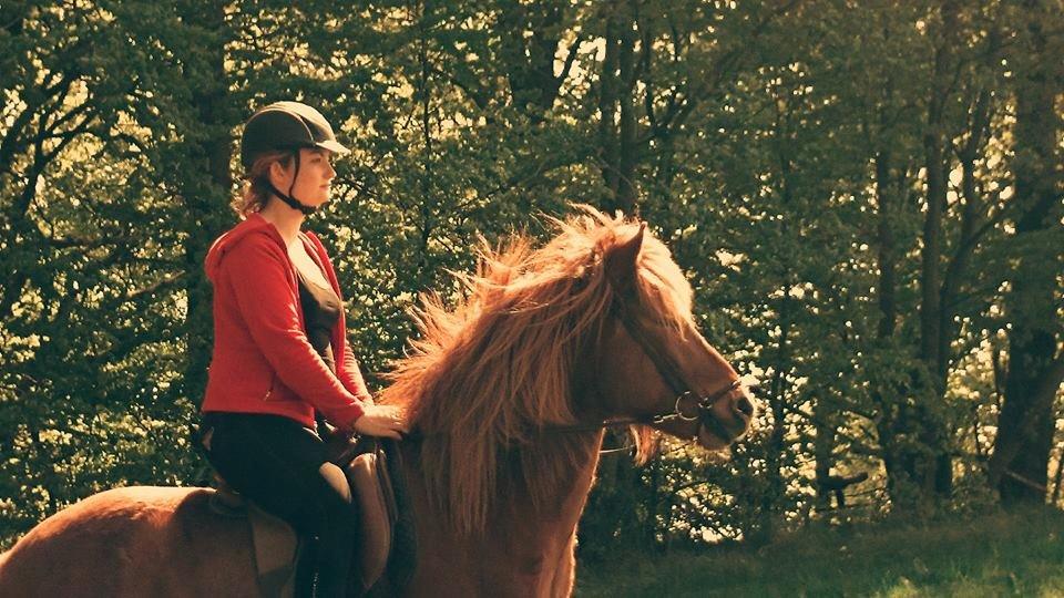 Islænder Kongur Fra Kongemosen billede 5