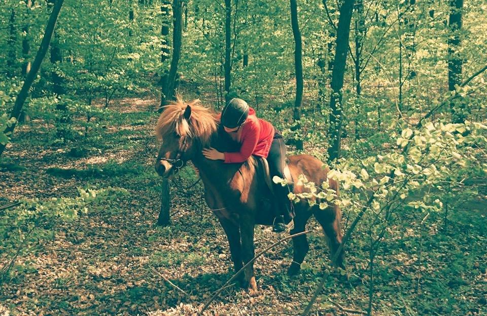 Islænder Kongur Fra Kongemosen billede 2
