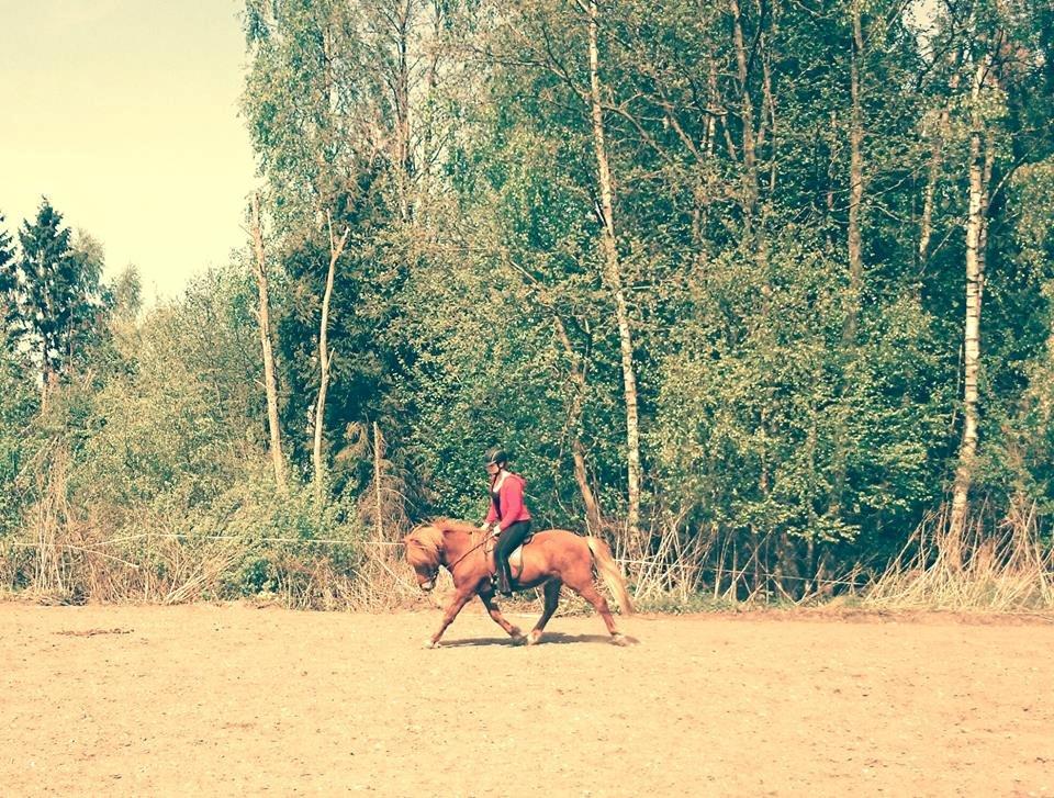 Islænder Kongur Fra Kongemosen billede 3