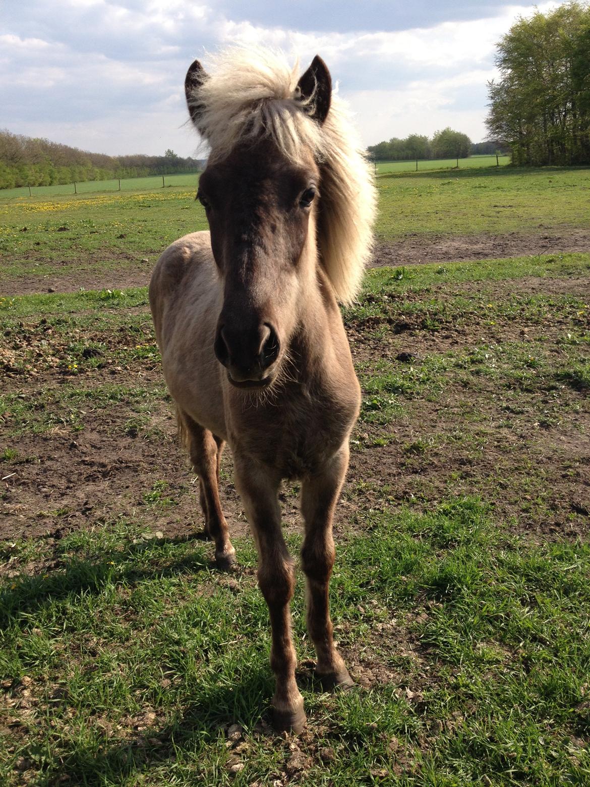 Islænder Hjarta fra Lundbækgård billede 7