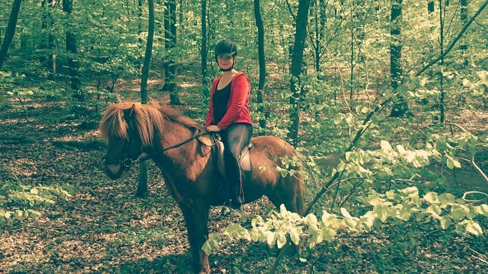 Islænder Kongur Fra Kongemosen billede 4