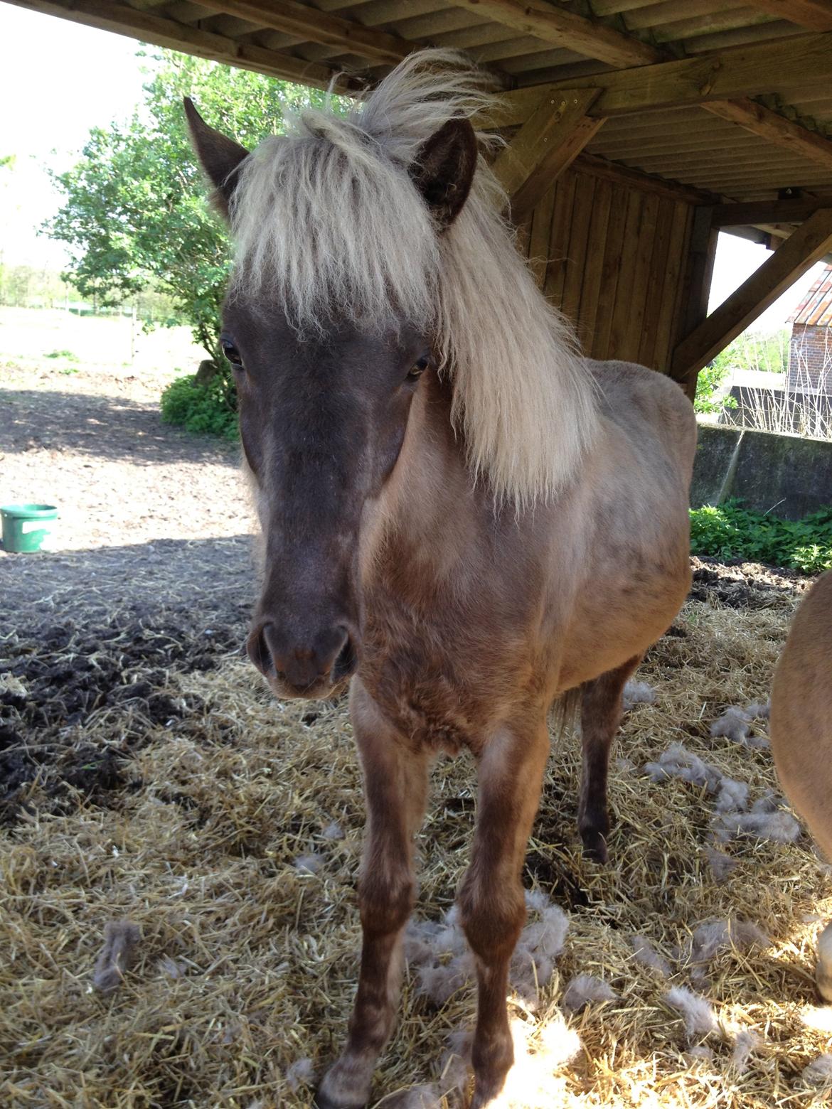 Islænder Hjarta fra Lundbækgård billede 1