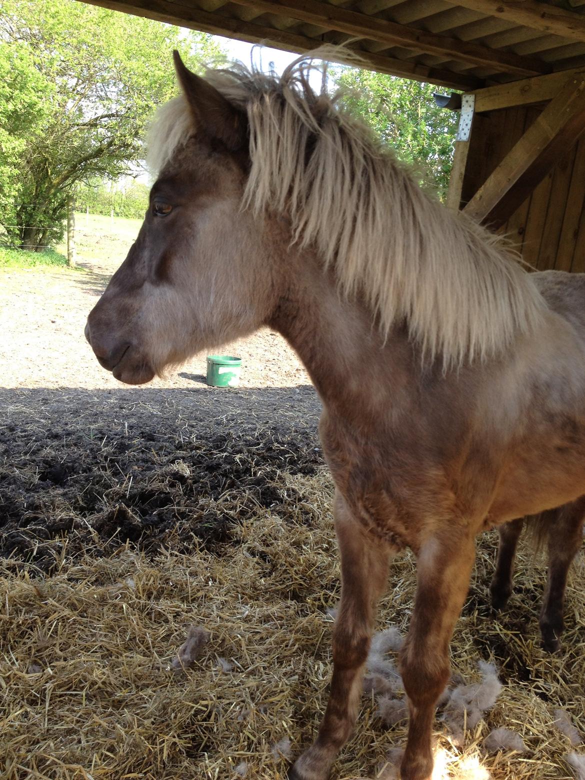 Islænder Hjarta fra Lundbækgård billede 11