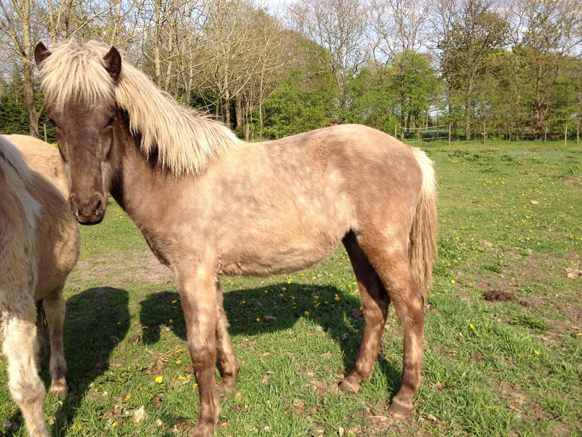 Islænder Hjarta fra Lundbækgård billede 9