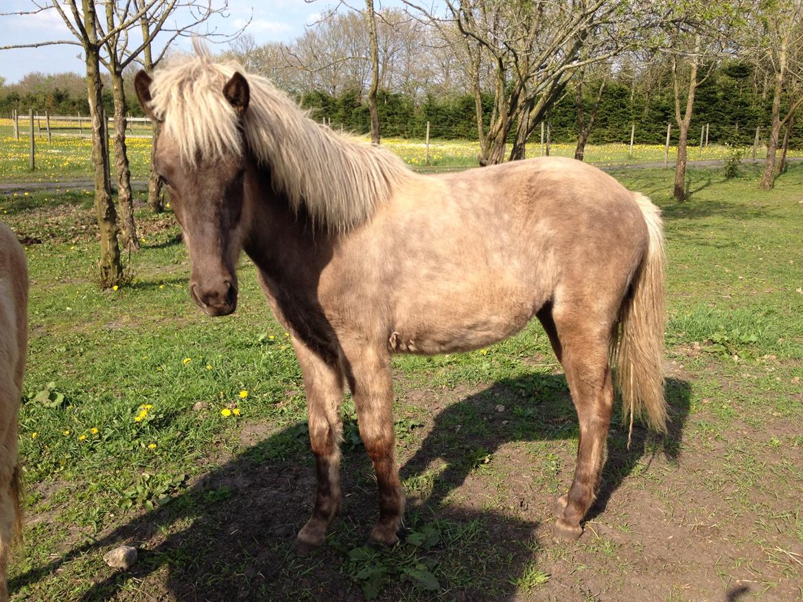 Islænder Hjarta fra Lundbækgård billede 10