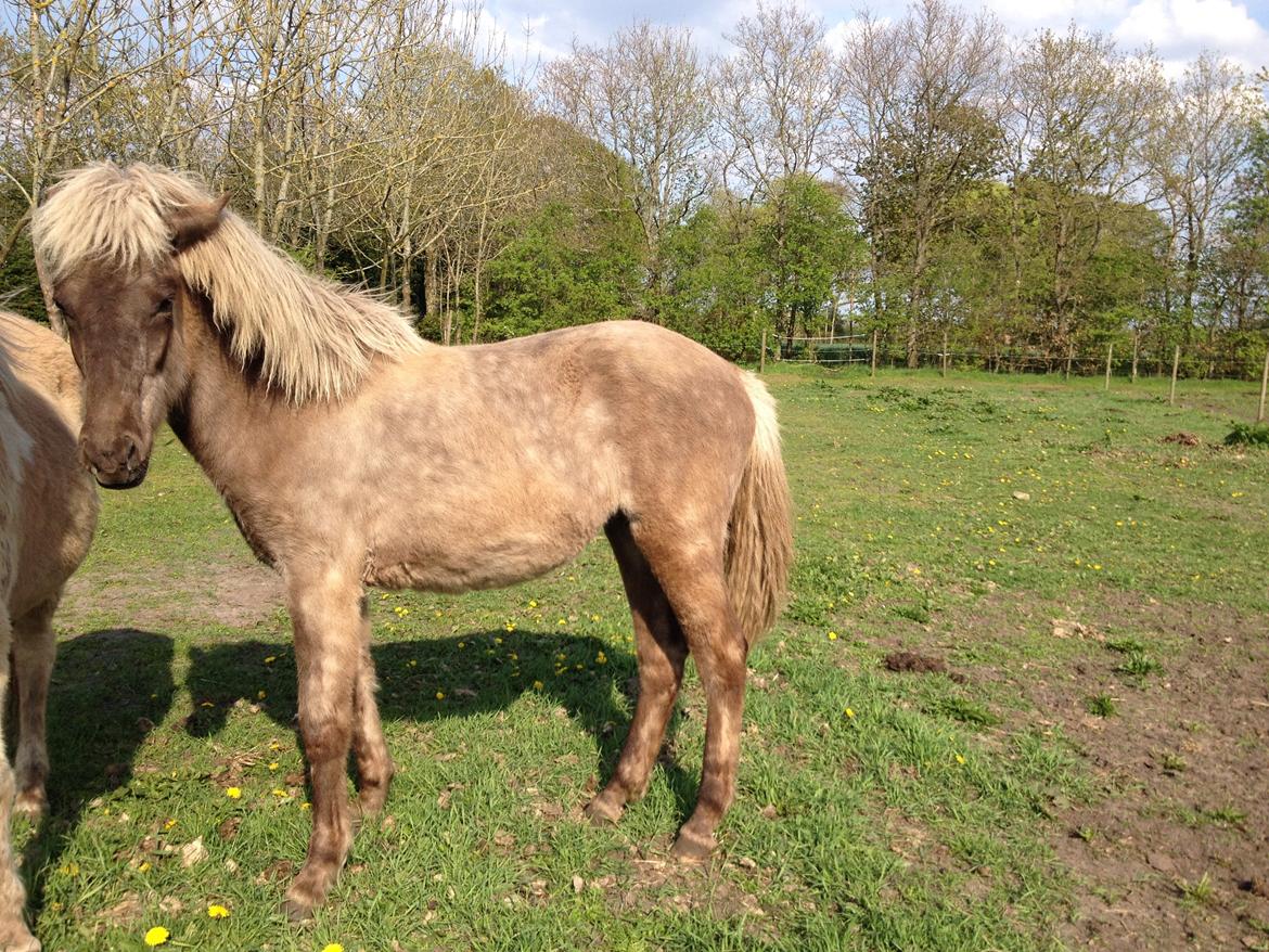 Islænder Hjarta fra Lundbækgård billede 6