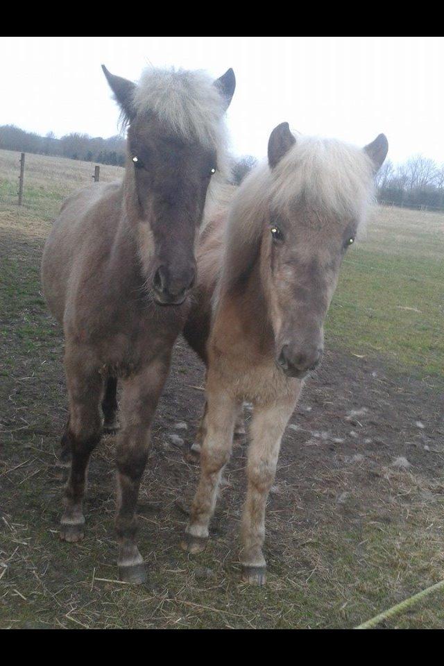 Islænder Hjarta fra Lundbækgård billede 12