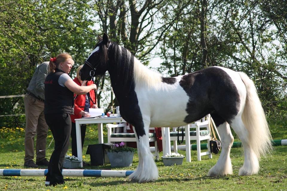 Irish Cob Camilla (Dorit) - Dorit til kåring i ICS NL billede 22