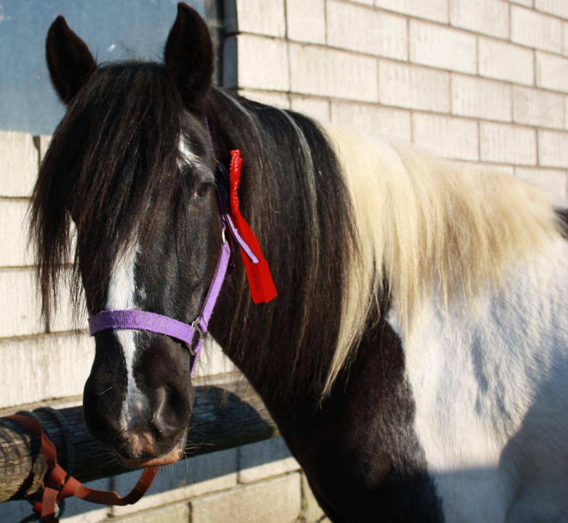 Irish Cob Camilla (Dorit) - Dorit med sin rosette der hjemme. billede 23
