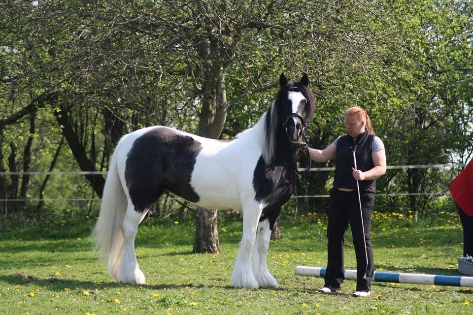 Irish Cob Camilla (Dorit) - Dorit til kåring i ICS NL billede 1