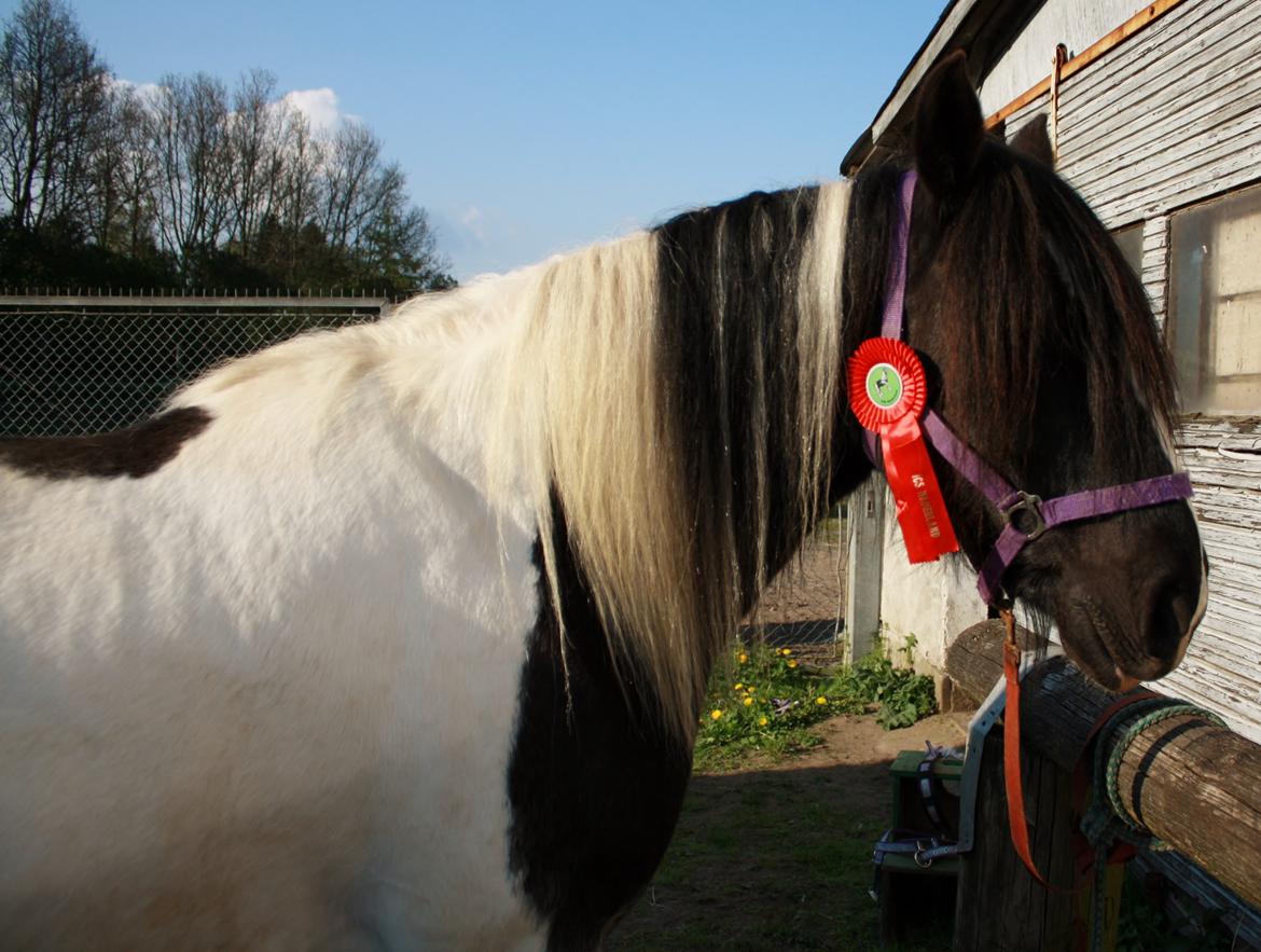 Irish Cob Camilla (Dorit) billede 26