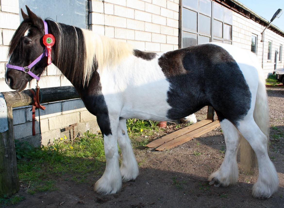 Irish Cob Camilla (Dorit) billede 25