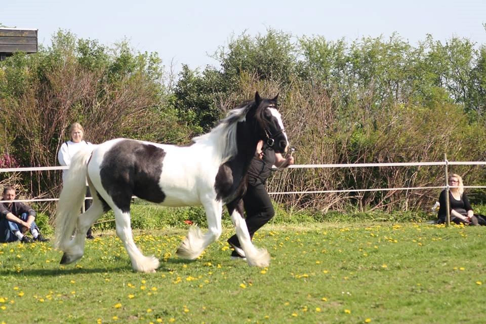 Irish Cob Camilla (Dorit) - Dorit til kåring i ICS NL billede 29