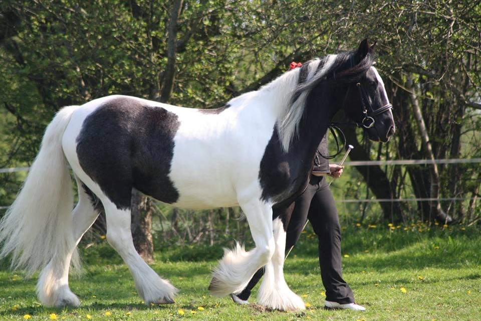 Irish Cob Camilla (Dorit) - Dorit til kåring i ICS NL billede 28