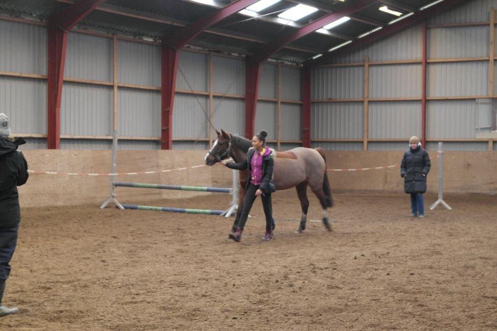 DSP Firhøjs Papillon billede 15