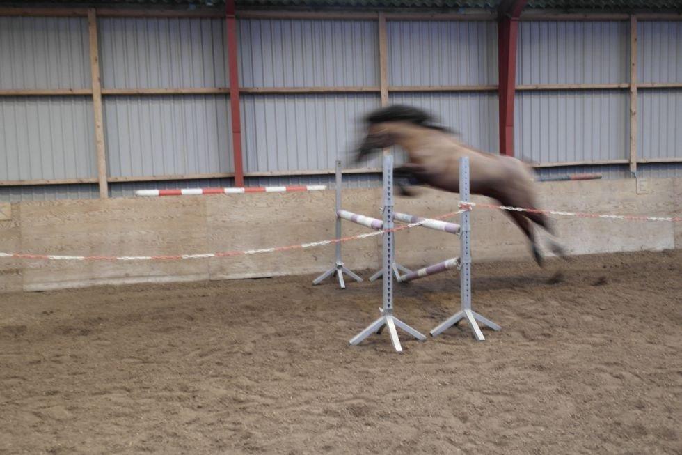 DSP Firhøjs Papillon billede 16