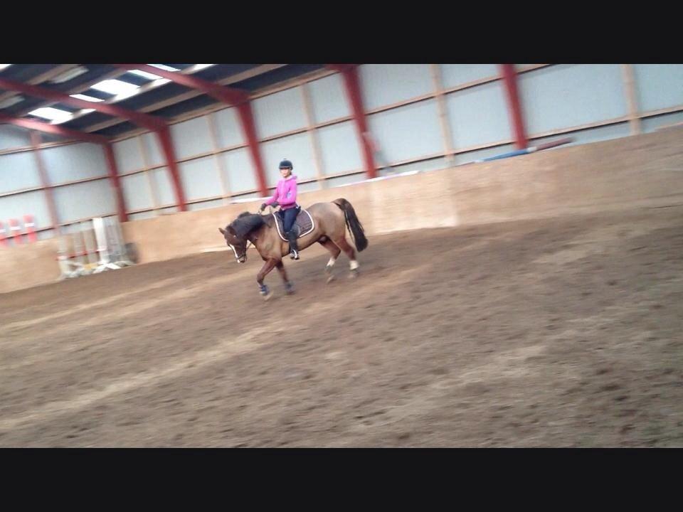 DSP Firhøjs Papillon billede 19