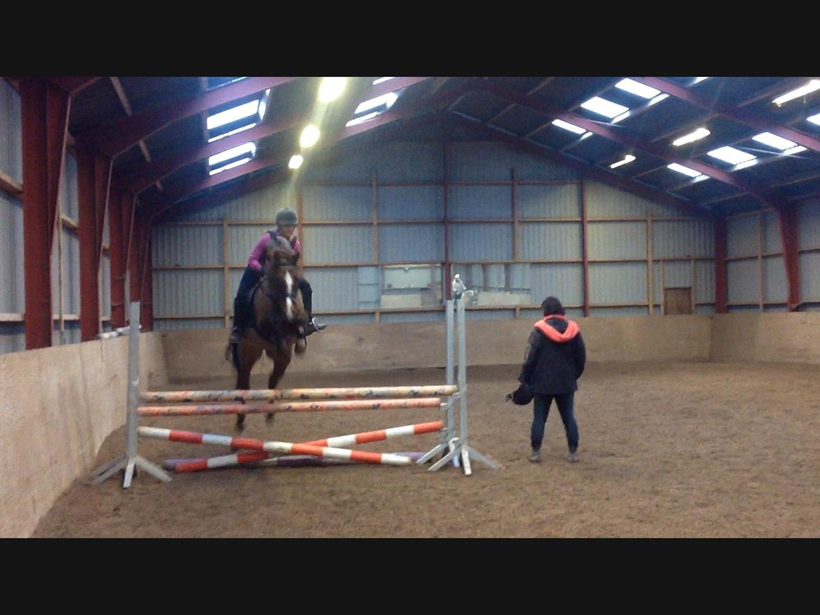 DSP Firhøjs Papillon billede 20