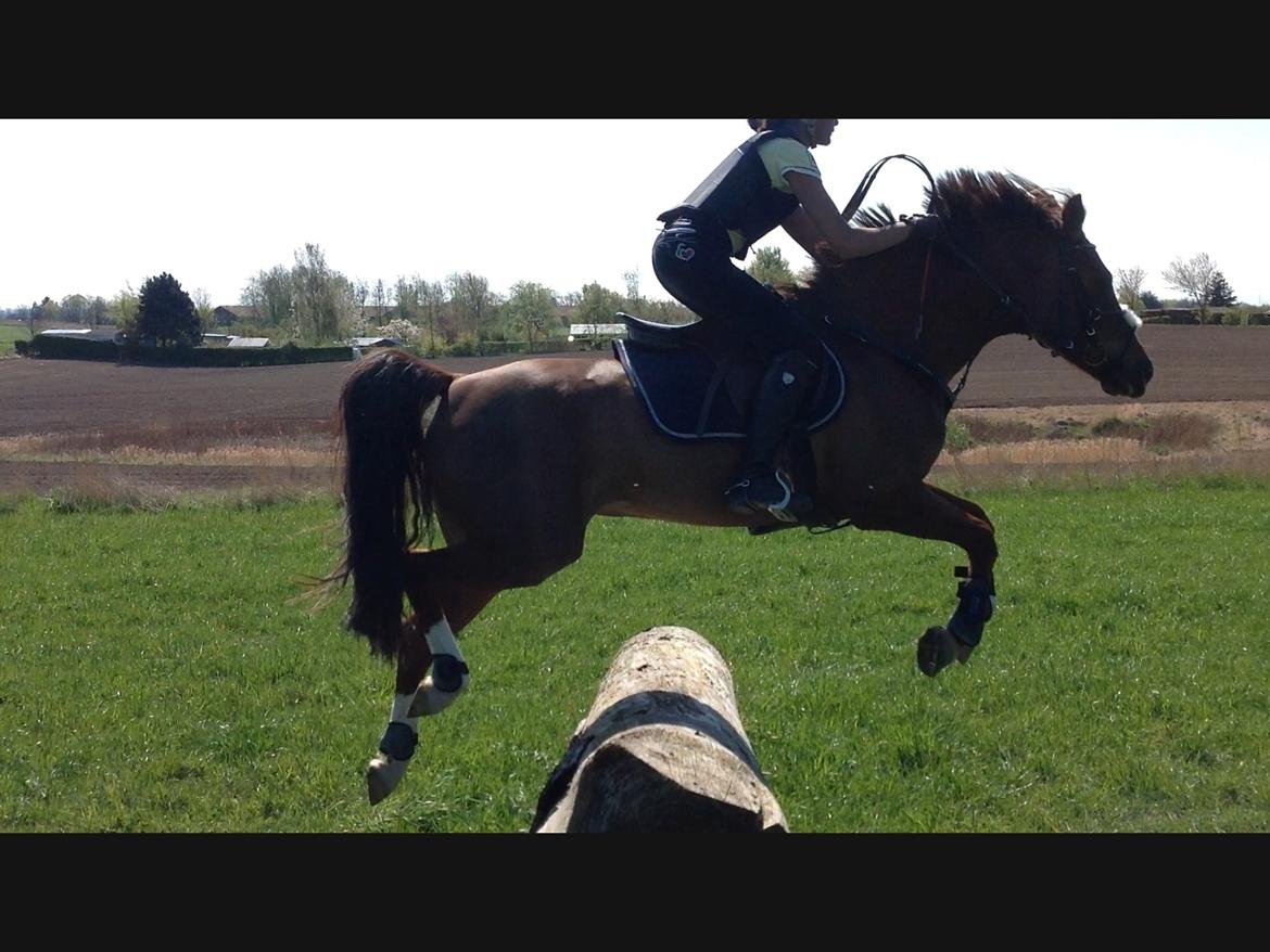 DSP Firhøjs Papillon billede 21