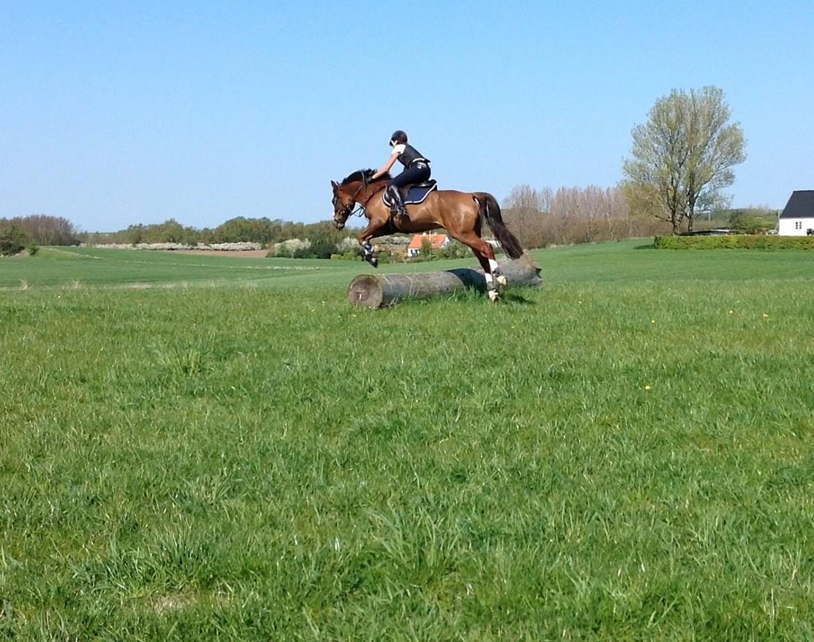 DSP Firhøjs Papillon billede 22