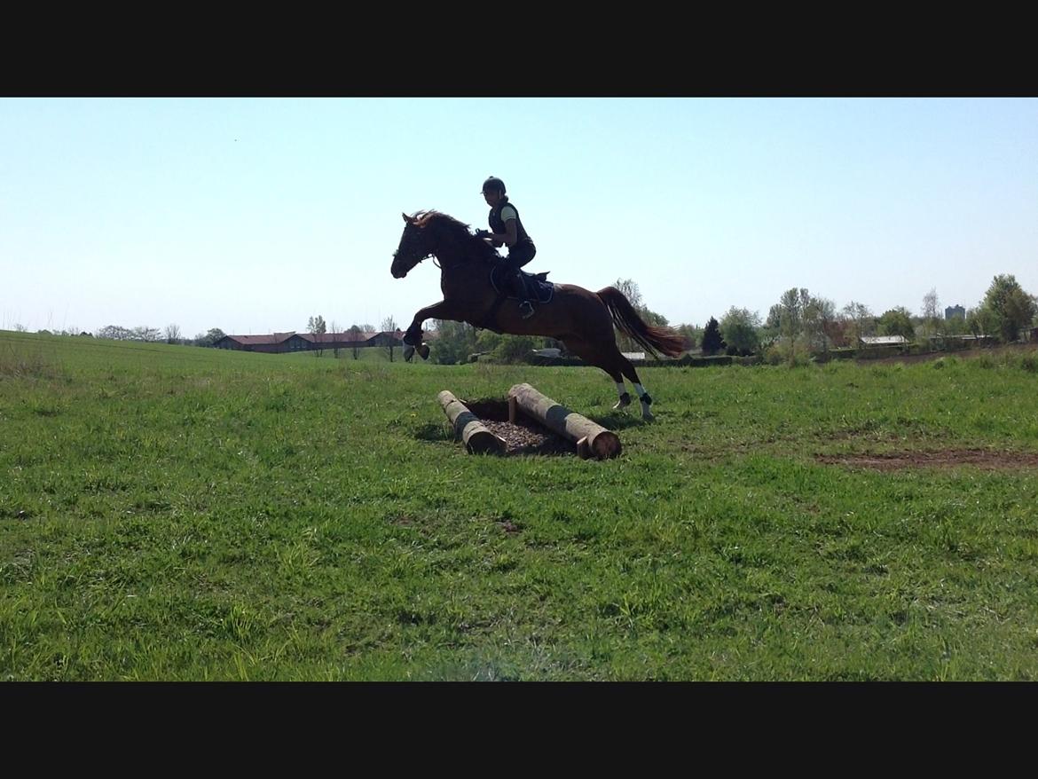 DSP Firhøjs Papillon billede 23