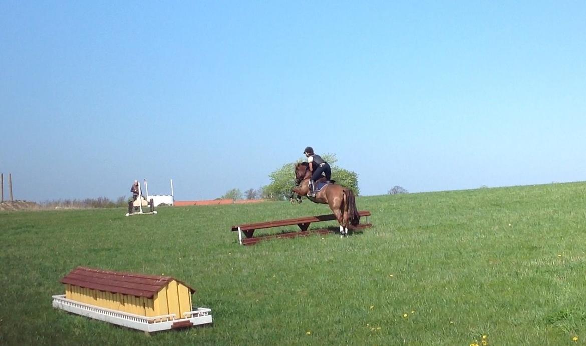 DSP Firhøjs Papillon billede 24