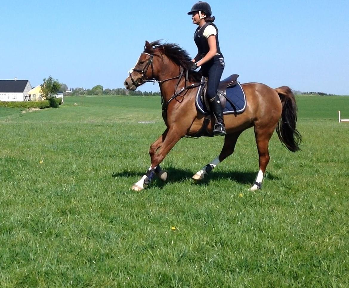 DSP Firhøjs Papillon billede 25