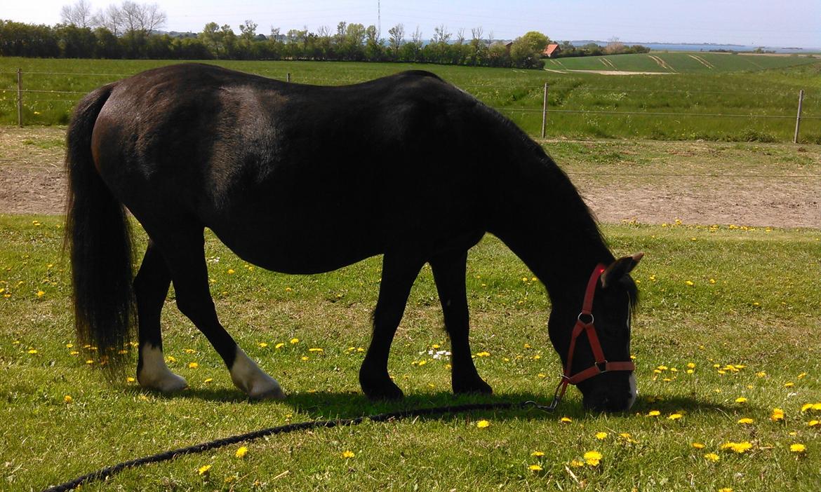 Welsh Mountain (sec A) Rosengårdens Pil - den tykke pil den 29/4 og har tamin d.16/7 billede 29