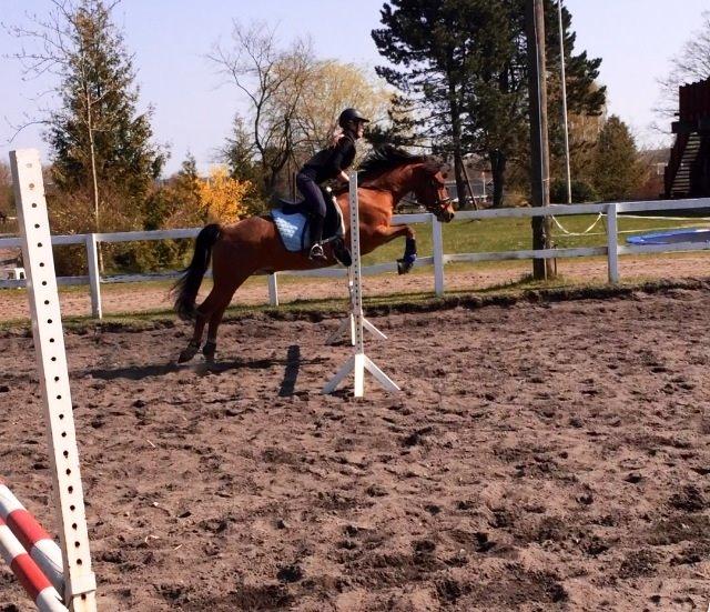 New Forest Picandt<3 *soulmate* billede 13